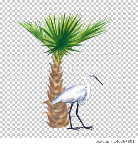 Hand-drawn watercolor illustration with a small fan palm tree and a white heron (egret) standing beside it. Isolated on a white background, this tropical composition is perfect for summer designs 140264801