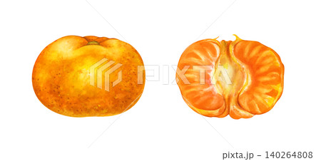 Watercolor tangerine set with whole mandarin fruit and peeled half isolated on white background. For food packaging design, juice labels, recipe books, kitchen decor, and summer textile prints Watercolor tangerine set with whole mandarin fruit and peeled half isolated on white background. For food packaging design, juice labels, recipe books, kitchen decor, and summer textile prints 140264808