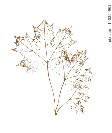 Detailed maple leaves print in vintage botanical style with brown textured silhouettes on white background for autumn seasonal decor, greeting cards and textile design. Detailed maple leaves print in vintage botanical style with brown textured silhouettes on white background for autumn seasonal decor, greeting cards and textile design. 140264962