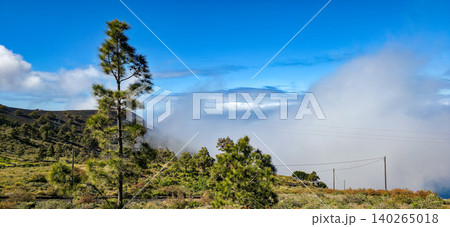 Lush green landscape with tall pine trees under a bright blue sky and clouds, showcasing a serene mountainous region with visible power lines in the background. High quality photo 140265018