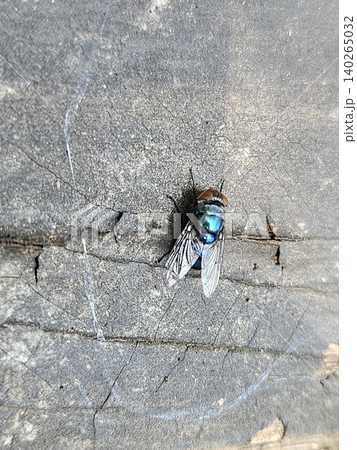 A high angle macro shot of a metallic blue blowfly with iridescent wings and reddish brown eyes resting on a weathered, cracked dark grey wooden surface during a bright sunny day. A high angle macro shot of a metallic blue blowfly with iridescent wings and reddish brown eyes resting on a weathered, cracked dark grey wooden surface during a bright sunny day. 140265032