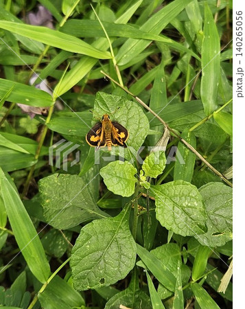 A beautiful small orange and black skipper butterfly perches gracefully on a vibrant green leaf surrounded by lush wild grass in a sunny tropical garden 140265056