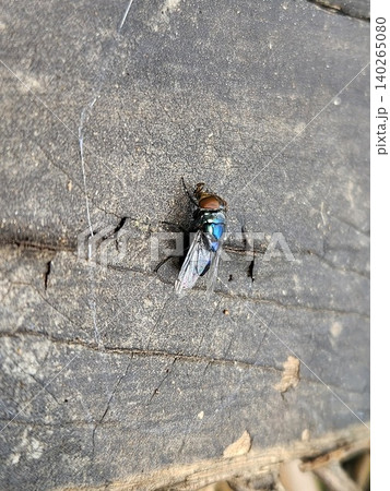 A high angle macro shot of a metallic blue blowfly with iridescent wings and reddish brown eyes resting on a weathered, cracked dark grey wooden surface during a bright sunny day. A high angle macro shot of a metallic blue blowfly with iridescent wings and reddish brown eyes resting on a weathered, cracked dark grey wooden surface during a bright sunny day. 140265080