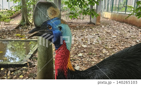 A striking, close-up portrait of a Cassowary shows its vivid blue and red neck and wattle. 140265103