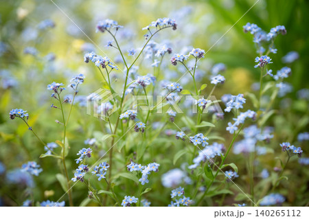Decorative small blue wild Forget-me-not flowers blooming outdoor in spring garden on sunny day. 140265112