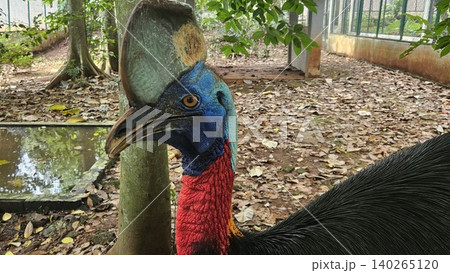 A striking, close-up portrait of a Cassowary shows its vivid blue and red neck and wattle. A striking, close-up portrait of a Cassowary shows its vivid blue and red neck and wattle. 140265120