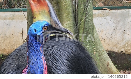 A striking, close-up portrait of a Cassowary shows its vivid blue and red neck and wattle. A striking, close-up portrait of a Cassowary shows its vivid blue and red neck and wattle. 140265213