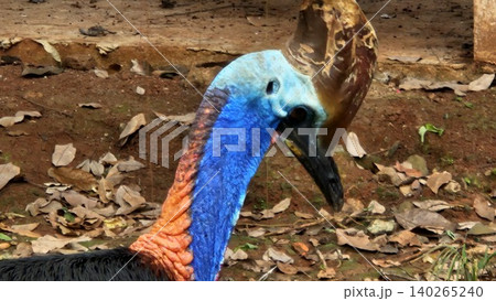 A striking, close-up portrait of a Cassowary shows its vivid blue and red neck and wattle. A striking, close-up portrait of a Cassowary shows its vivid blue and red neck and wattle. 140265240