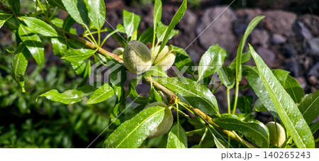 Green almond fruits growing on a branch surrounded by lush green leaves in a natural outdoor setting under bright sunlight. High quality photo Green almond fruits growing on a branch surrounded by lush green leaves in a natural outdoor setting under bright sunlight. High quality photo 140265243