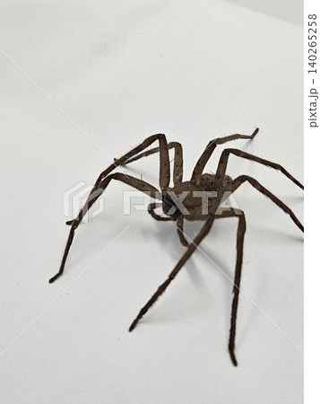 This is spider on white background This is spider on white background 140265258
