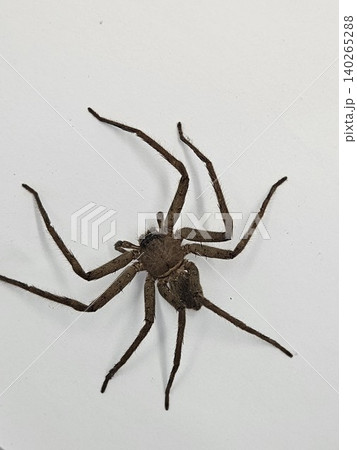 This is spider on white background This is spider on white background 140265288