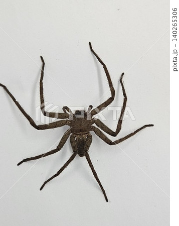 This is spider on white background This is spider on white background 140265306
