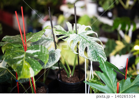 Pots with seedlings of rare variegated species of decorative Monstera plant selling in flower shop. Pots with seedlings of rare variegated species of decorative Monstera plant selling in flower shop. 140265314