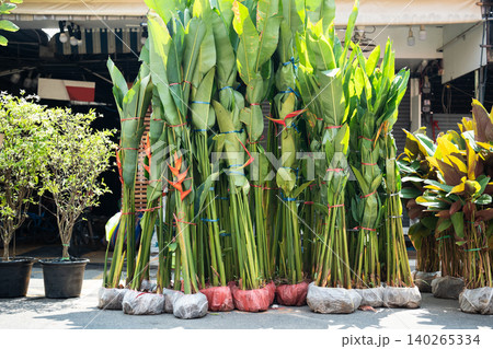 Bunch of large Strelitzia flowers for sale at traditional Chatuchak street plant market in Bangkok. Bunch of large Strelitzia flowers for sale at traditional Chatuchak street plant market in Bangkok. 140265334