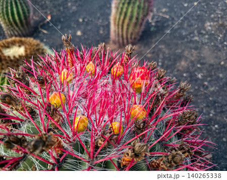 Close-up view of a vibrant cactus with red spines and yellow-orange flowers against a dark rocky background in a desert environment. High quality photo 140265338