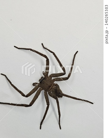 This is spider on white background 140265383