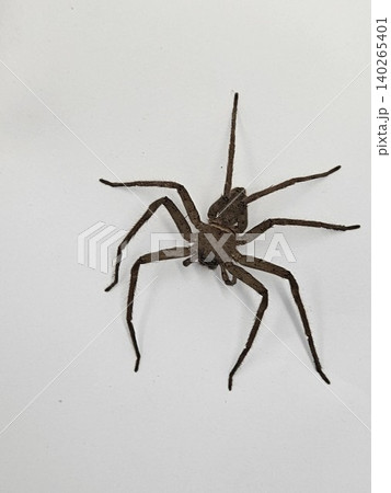 This is spider on white background This is spider on white background 140265401