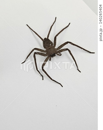 This is spider on white background This is spider on white background 140265404