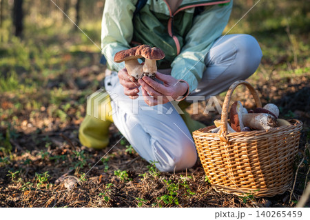 Woman nature lover on autumn mushroom hunting activity in pine forest harvest porcini on sunny day. Woman nature lover on autumn mushroom hunting activity in pine forest harvest porcini on sunny day. 140265459