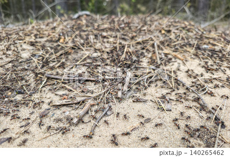 A multitude of large forest ants crawl over the anthill among branches and pine needles. High quality photo 140265462