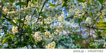 Blooming bird cherry in the forest under the sun's rays. High quality photo 140265482