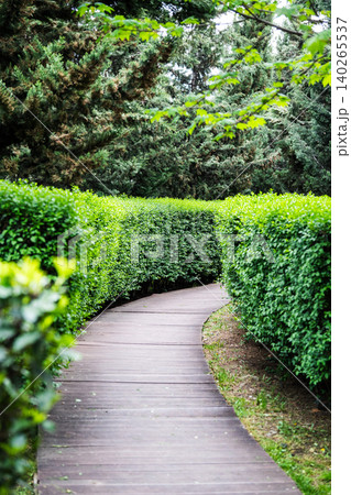 Wooden boardwalk pathway in public city park lies through lush green neatly groomed bushes. Wooden boardwalk pathway in public city park lies through lush green neatly groomed bushes. 140265537