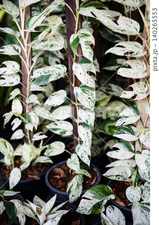 Epipremnum pinnatum albo or Marble Variegata plant in pots on display selling in garden flower shop. 140265553