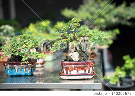 Many different decorative bonsai compositions in ceramic pots at table on display in flower shop. Many different decorative bonsai compositions in ceramic pots at table on display in flower shop. 140265675