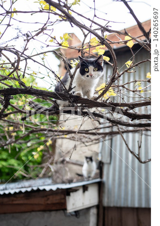 Curious black and white stray cat sitting on branch of grape bush at house backyard looks at camera. Curious black and white stray cat sitting on branch of grape bush at house backyard looks at camera. 140265697