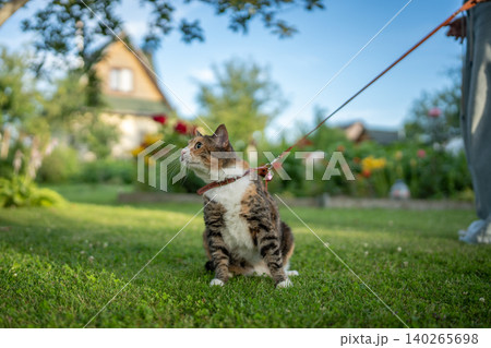 Woman pet owner enjoying walking at sunny backyard together with domestic Calico cat on leash. Woman pet owner enjoying walking at sunny backyard together with domestic Calico cat on leash. 140265698