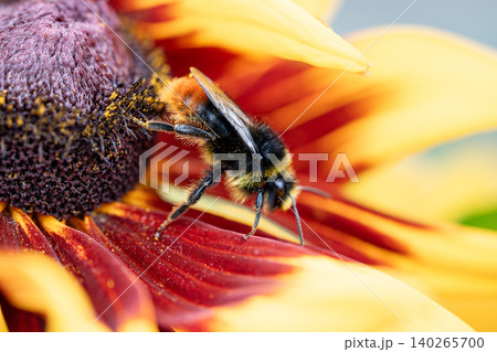 Bumblebee with furry legs covered in pollen climbs down from blooming Rudbeckia flower in full bloom Bumblebee with furry legs covered in pollen climbs down from blooming Rudbeckia flower in full bloom 140265700