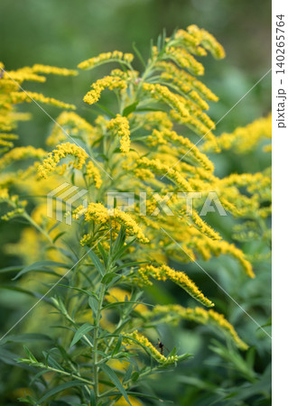 Goldenrod invasive species: allelopathy,, rapid spread limit growth of surrounding plants Goldenrod invasive species: allelopathy,, rapid spread limit growth of surrounding plants 140265764