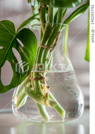 Cuttings of houseplant Monstera Monkey Mask rooting in transparent glass vase standing on table Cuttings of houseplant Monstera Monkey Mask rooting in transparent glass vase standing on table 140265792
