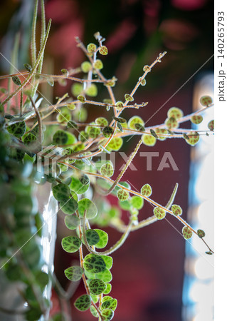 Close-up of Peperomia Prostrata string of turtles trailing houseplant in flower pot at home 140265793