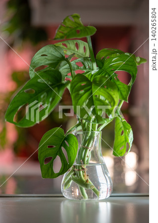 Sprout plant Monstera monkey mask in glass vase, stem cuttings in water illuminated by bright light Sprout plant Monstera monkey mask in glass vase, stem cuttings in water illuminated by bright light 140265804