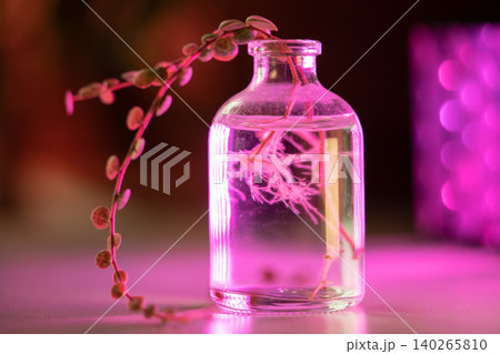 Plant transplant. Closeup of climbing sprout Peperomia prostrata cuttings with roots in glass vase 140265810