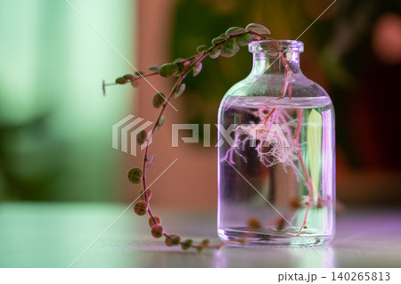 Plant transplant. Closeup of climbing sprout Peperomia prostrata cuttings with roots in glass vase 140265813