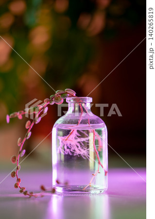 Plant transplant. Closeup of climbing sprout Peperomia prostrata cuttings with roots in glass vase 140265819