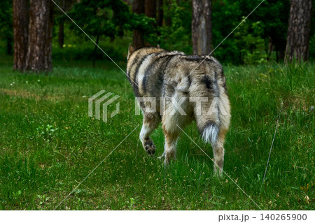 Leaving ending.Laika wolf takes a trail in dark forest Leaving ending.Laika wolf takes a trail in dark forest 140265900