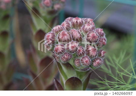Sempervivum Houseleek Succulent Flower Buds Closeup Sempervivum Houseleek Succulent Flower Buds Closeup 140266097