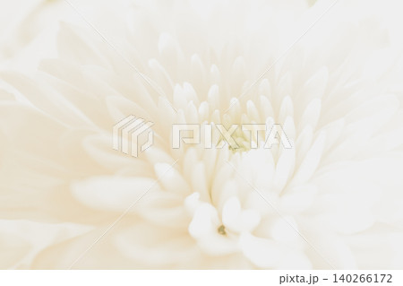 Macro closeup of a beautiful pure white chrysanthemum flower in full bloom, showcasing subtle faded delicate layered petals for an abstract soft floral background Macro closeup of a beautiful pure white chrysanthemum flower in full bloom, showcasing subtle faded delicate layered petals for an abstract soft floral background 140266172