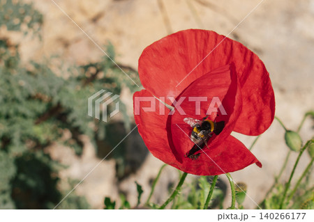 Close-up of a furry bumblebee sitting inside a bright red wild poppy flower petal, collecting nectar in the sunny mediterranean countryside garden during spring 140266177