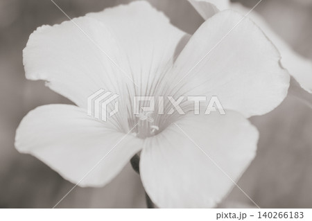 Black and white macro of Oxalis flower. Elegant monochrome floral background with soft petals Black and white macro of Oxalis flower. Elegant monochrome floral background with soft petals 140266183