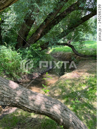 Stream flowing through lush greenery under large trees in a natural setting Stream flowing through lush greenery under large trees in a natural setting 140266199