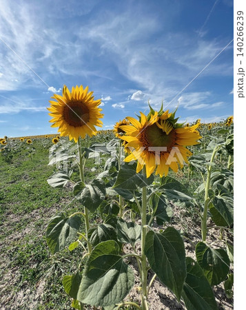 Sunflowers blooming in a field under a clear blue sky with clouds Sunflowers blooming in a field under a clear blue sky with clouds 140266239