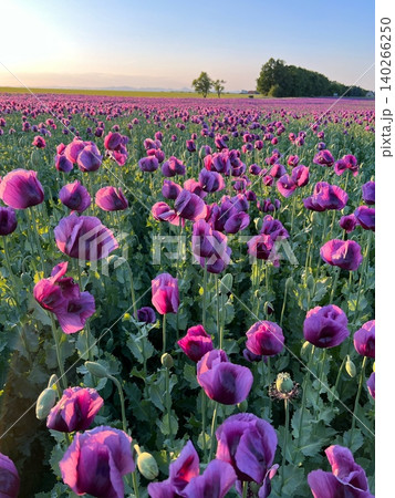 Purple poppy flowers blooming in vast field during sunset 140266250