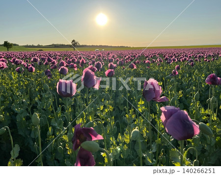 Purple poppy flowers blooming in a vast field under a bright sun 140266251