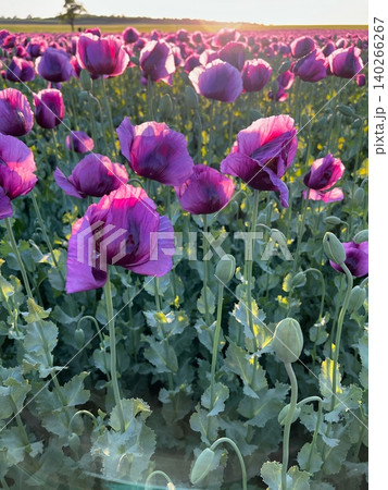 Purple poppy flowers blooming in a vibrant field during sunset 140266267