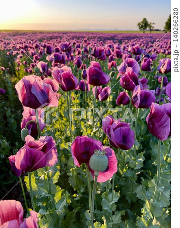 Purple poppy flowers blooming in a vibrant field during sunset Purple poppy flowers blooming in a vibrant field during sunset 140266280