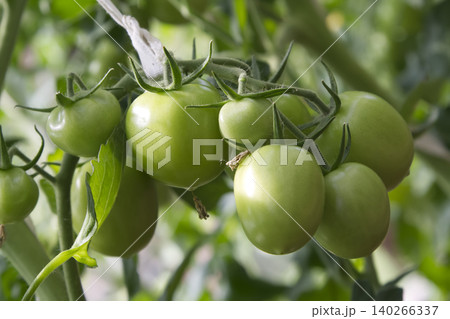 Unripe Green Tomatoes Growing on Vine Closeup 140266337